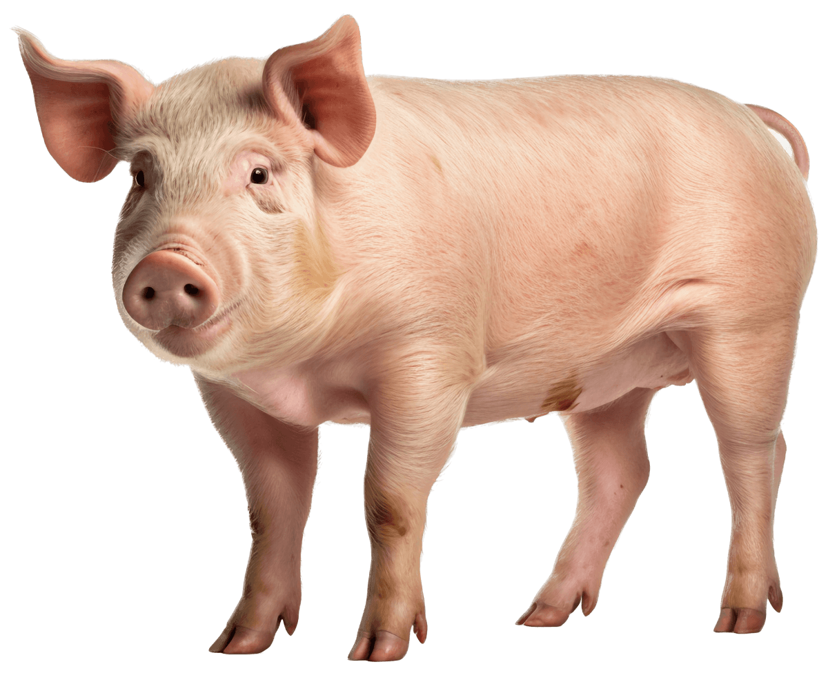 Raising the standard of Swine Health