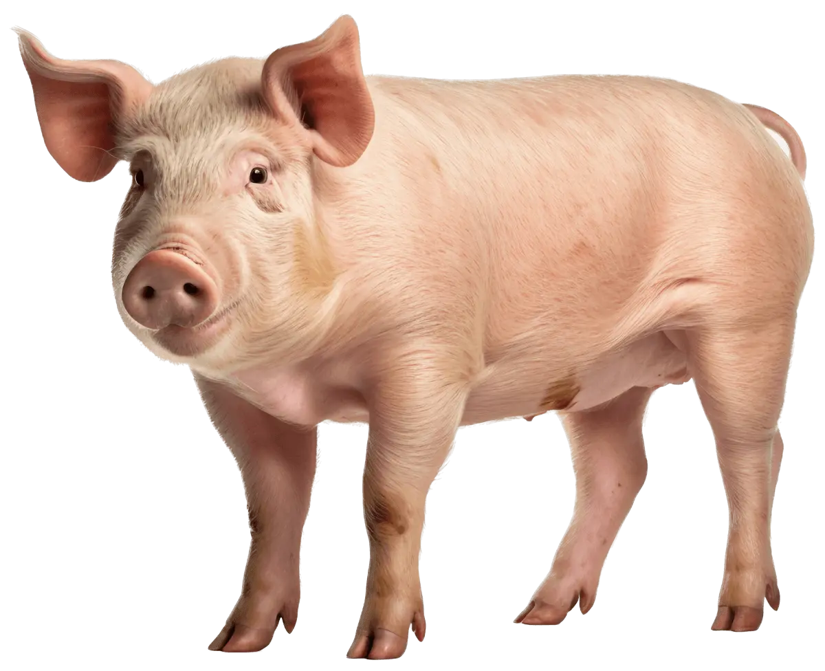 Raising the standard of Swine Health