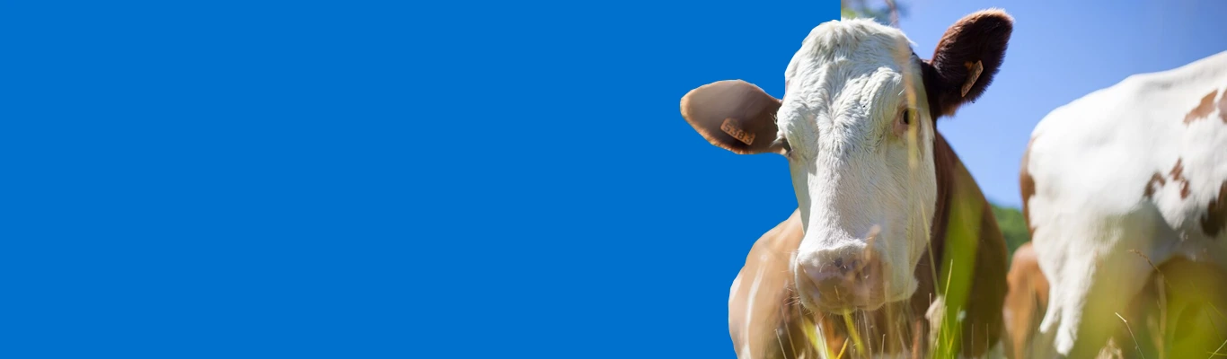  Designed to enhance the nutrition and overall well-being of cattle. These products support essential nutritional needs, helping enhance digestion, immune response, and disease resistance in cattle.