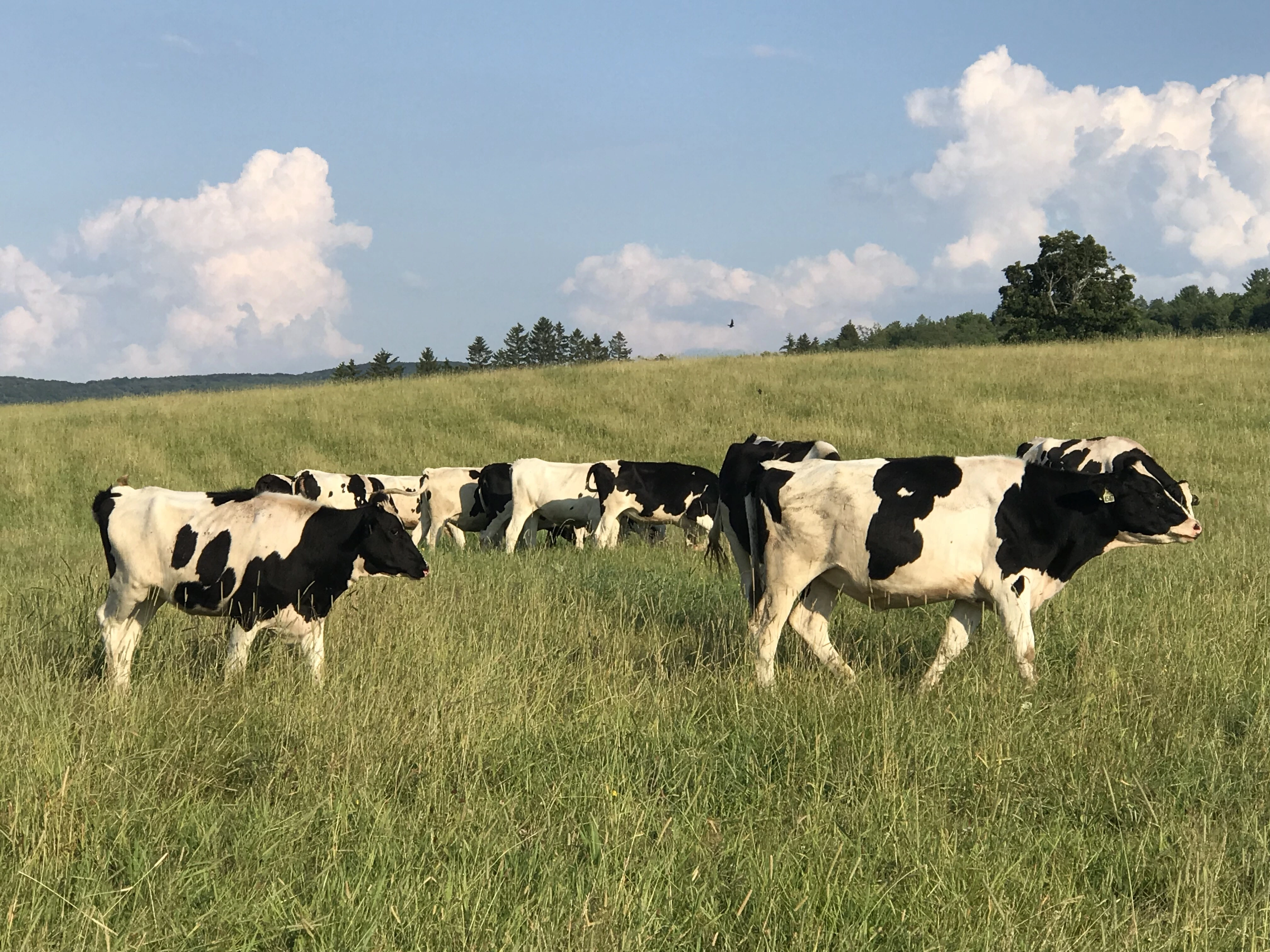 Designed to enhance the nutrition and overall well-being of cattle. These products support essential nutritional needs, helping enhance digestion, immune response, and disease resistance in cattle.