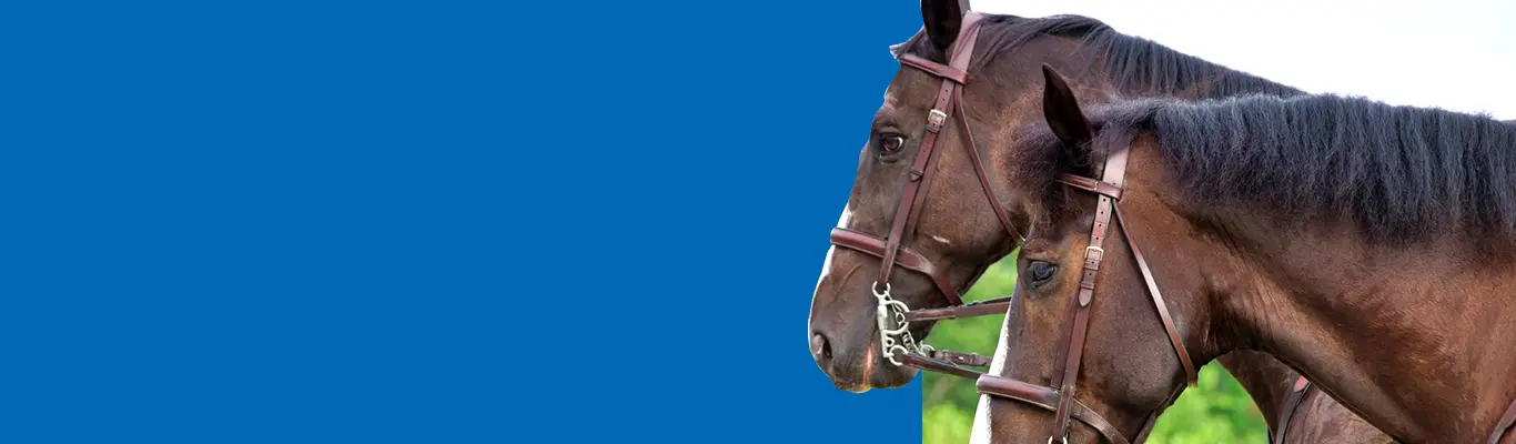 Nutritional support designed to boost joint health, stamina, and immunity, promoting resilience and vitality in equines and camels.
