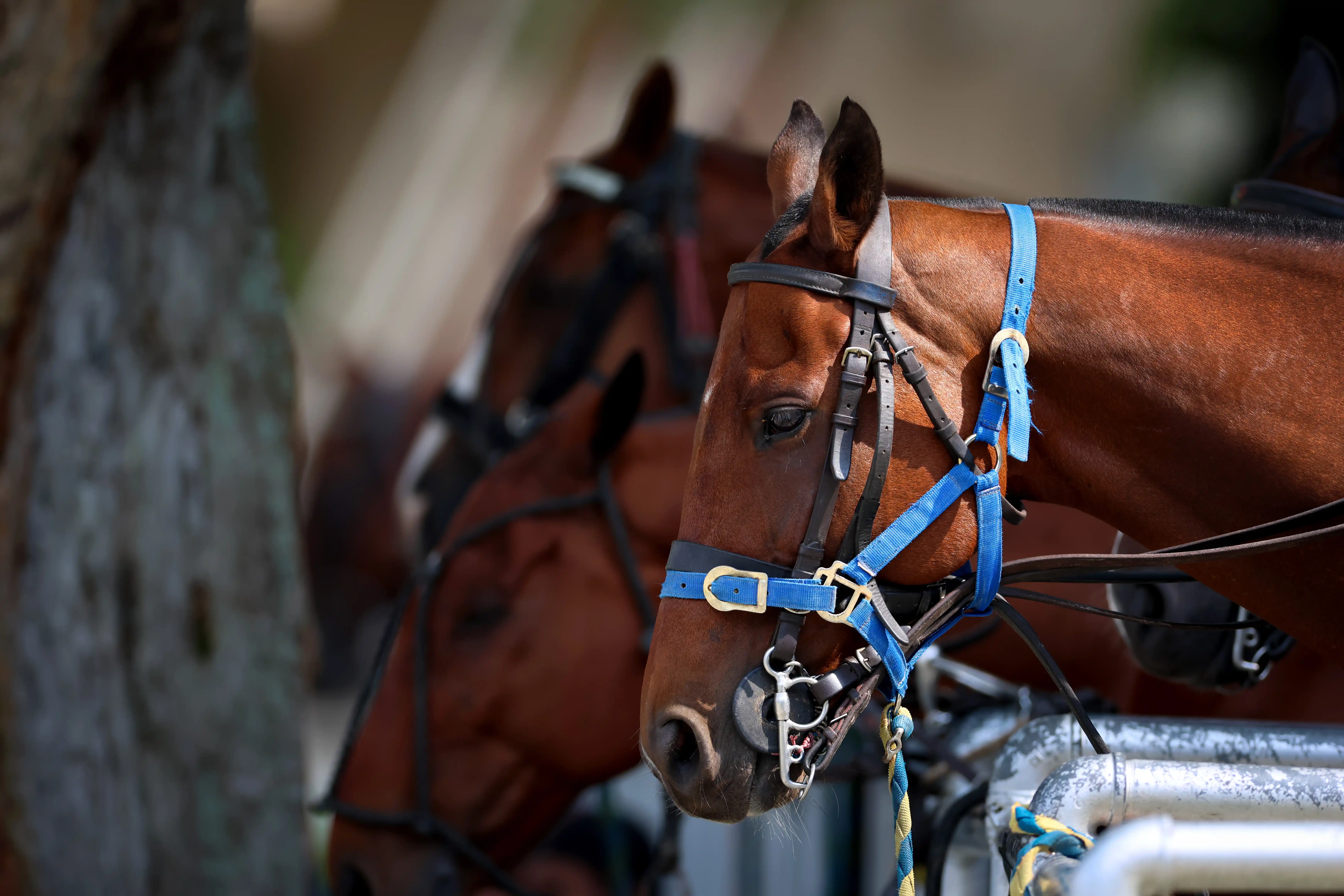 Nutritional support designed to boost joint health, stamina, and immunity, promoting resilience and vitality in equines and camels.