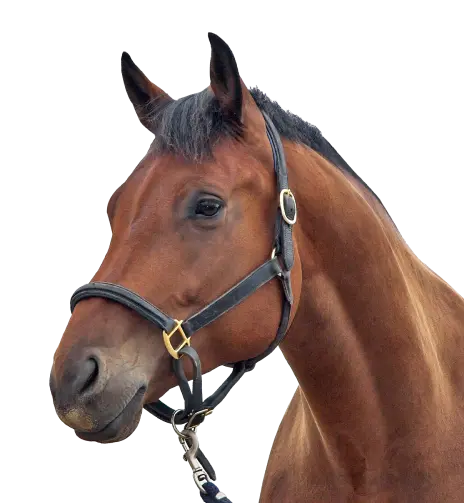 Nutritional support designed to boost joint health, stamina, and immunity, promoting resilience and vitality in equines and camels.