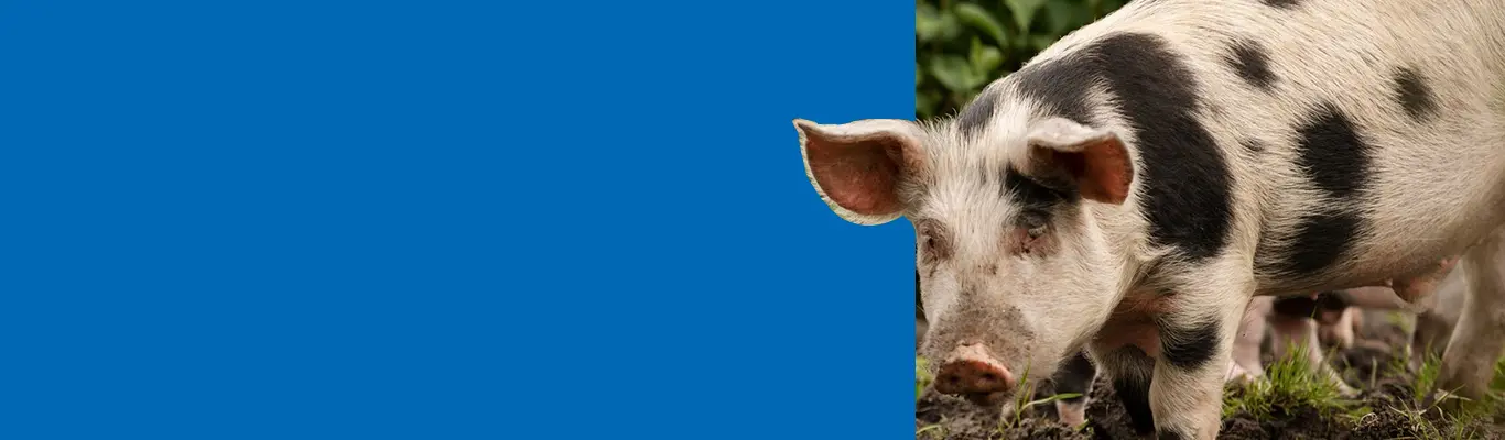 Formulated for swine health, enhancing gut function, immunity, and growth to support productivity at all life stages.