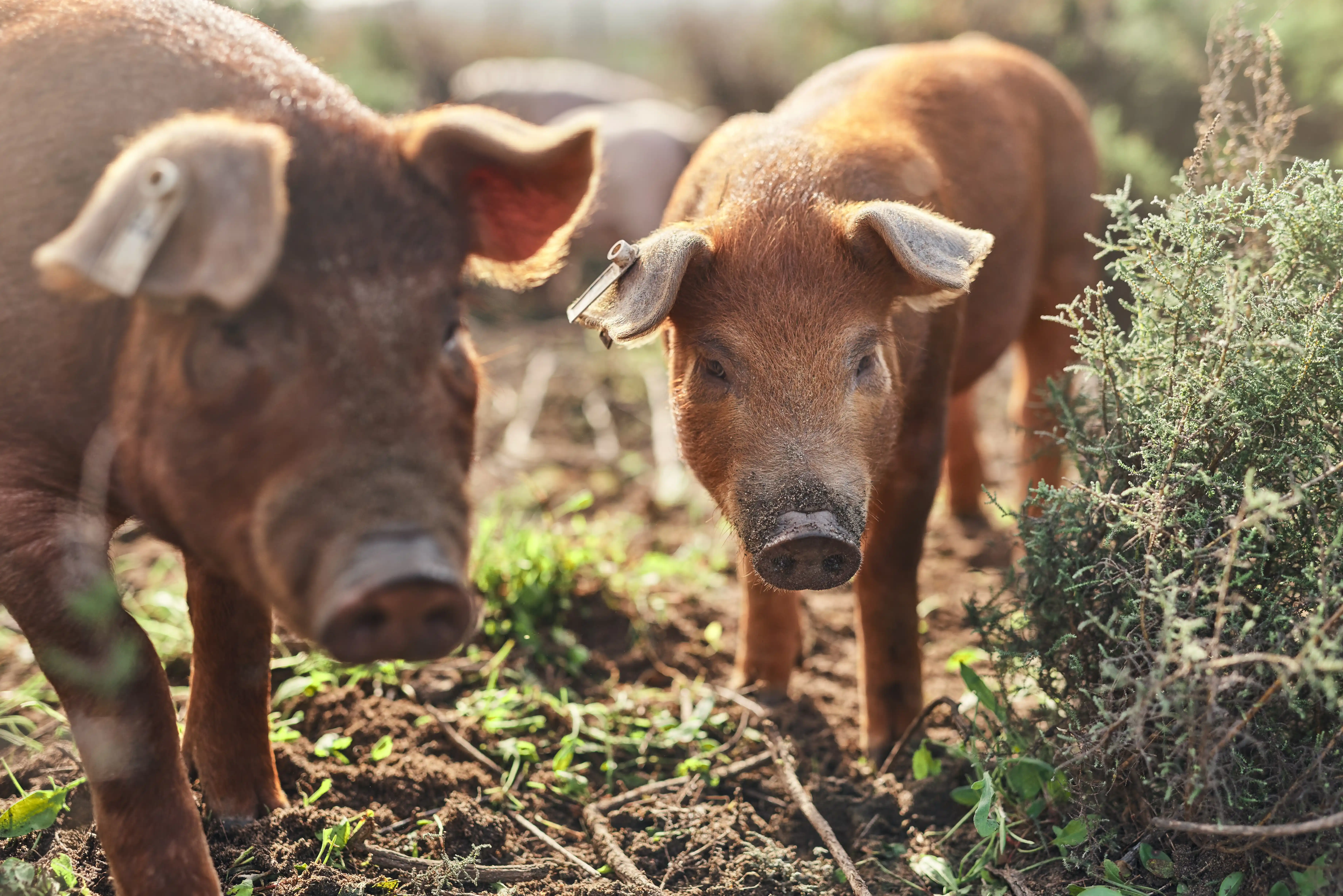 Formulated for swine health, enhancing gut function, immunity, and growth to support productivity at all life stages.