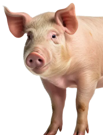 Formulated for swine health, enhancing gut function, immunity, and growth to support productivity at all life stages.