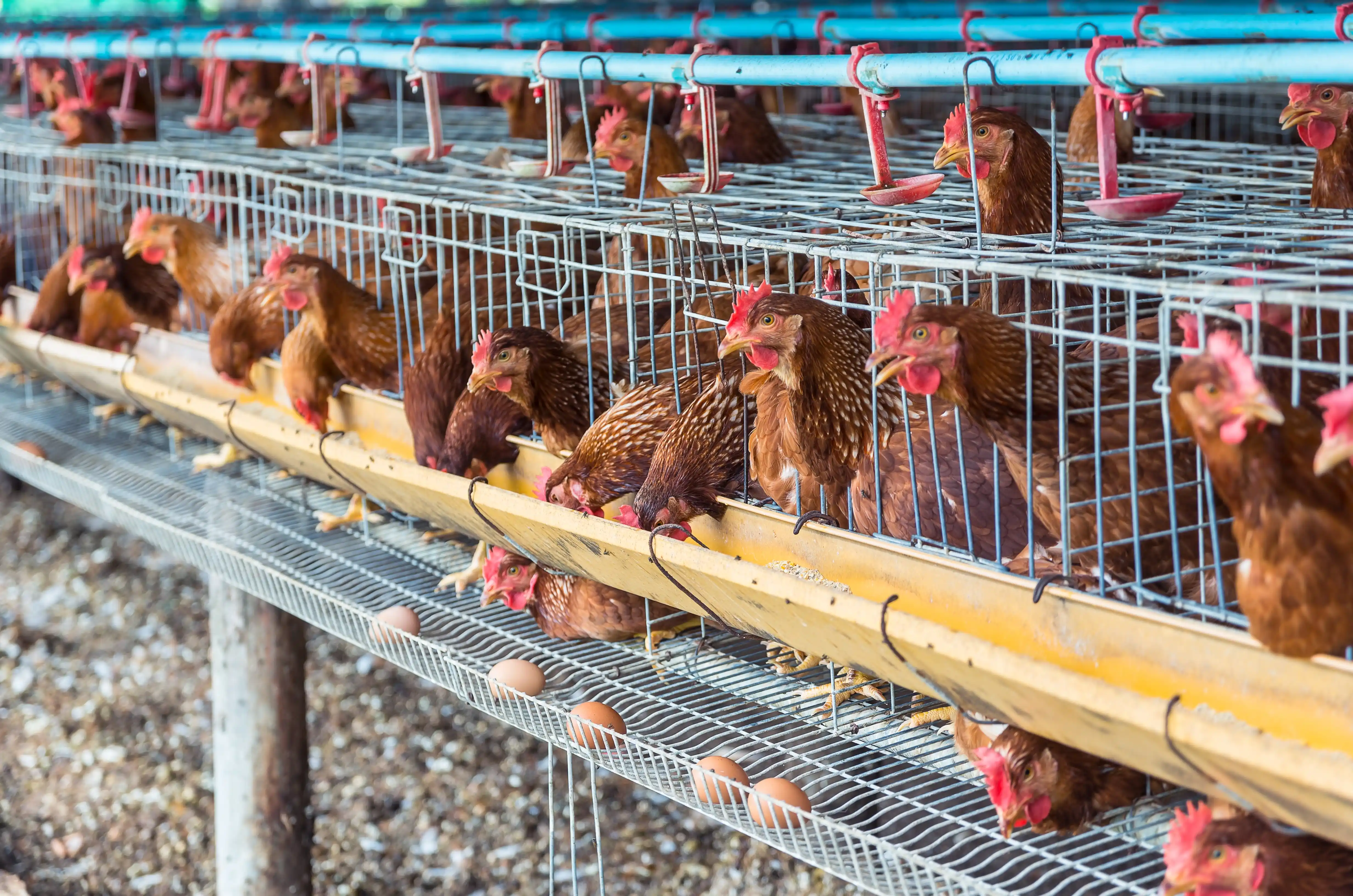 Specialized products for poultry health and growth. Our products focus on boosting immunity, promoting gut health, and ensuring optimal nutrition for layers, broilers, and breeders.