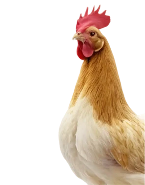 Specialized products for poultry health and growth. Our products focus on boosting immunity, promoting gut health, and ensuring optimal nutrition for layers, broilers, and breeders.