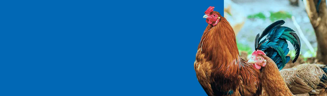 Specialized products for poultry health and growth. Our products focus on boosting immunity, promoting gut health, and ensuring optimal nutrition for layers, broilers, and breeders.