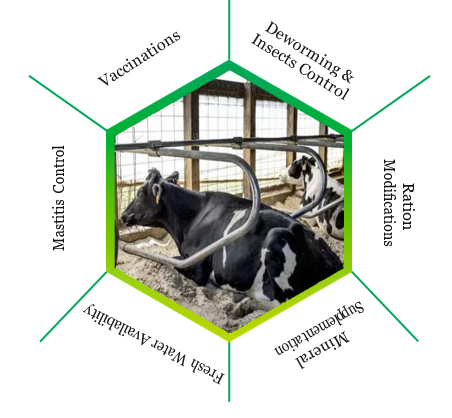 Key guidelines to ensure dairy animal health during rainy season